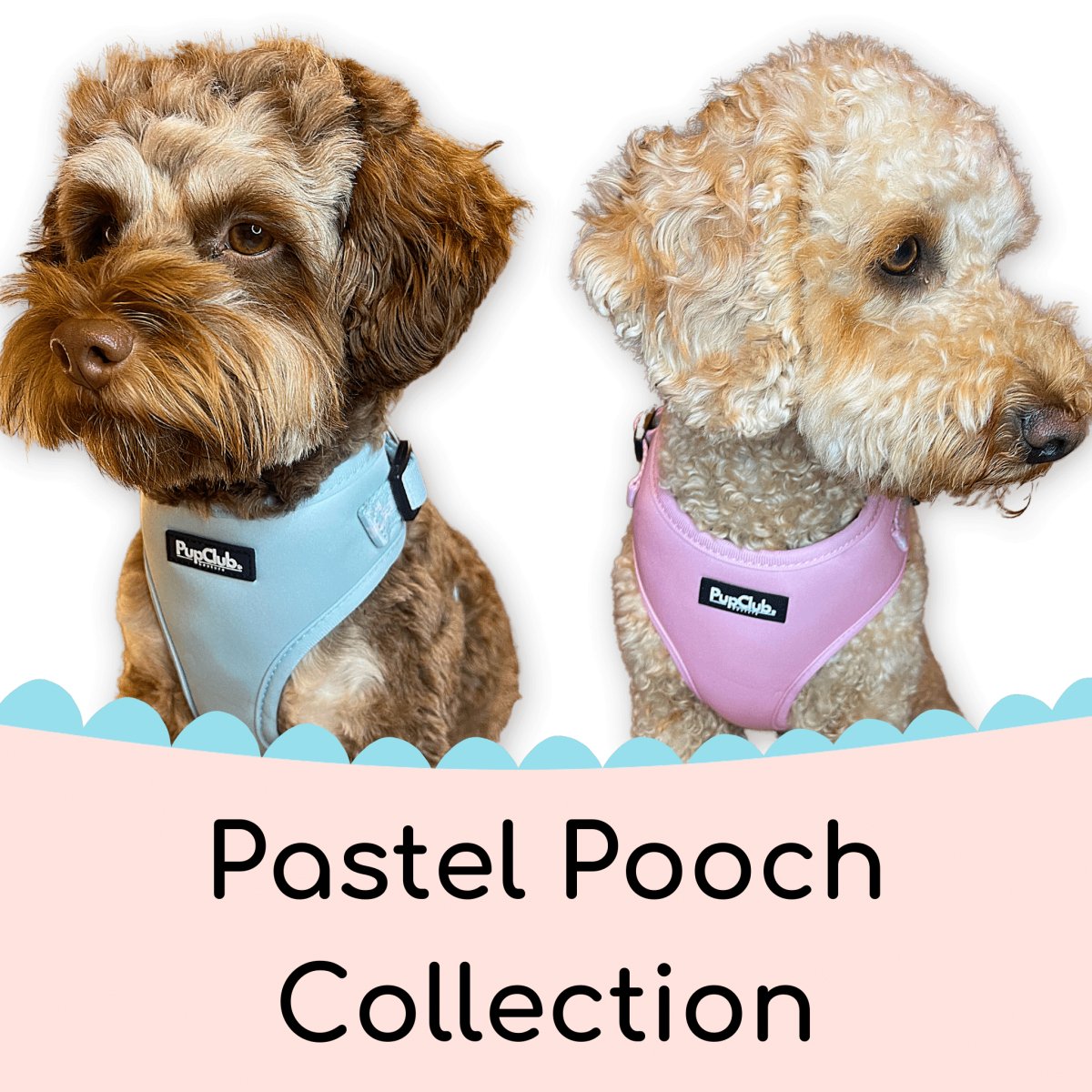 Pooch couture dog store harness