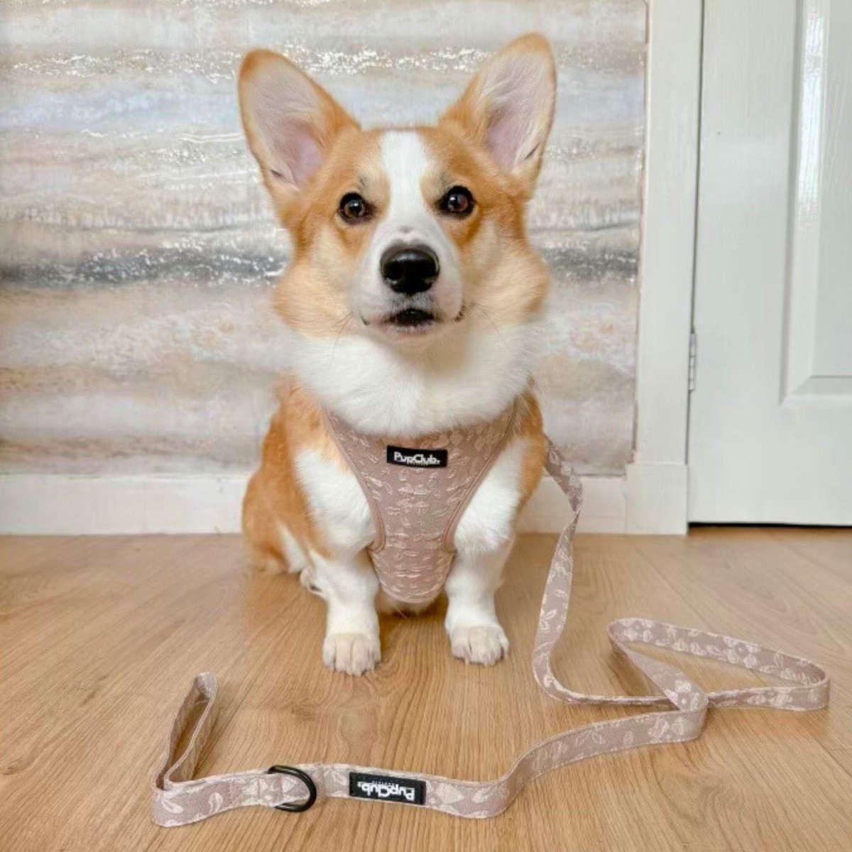 Corgi dog wearing LUXE adjustable dog harness - Toffee Latte Petals small - PupClub Couture