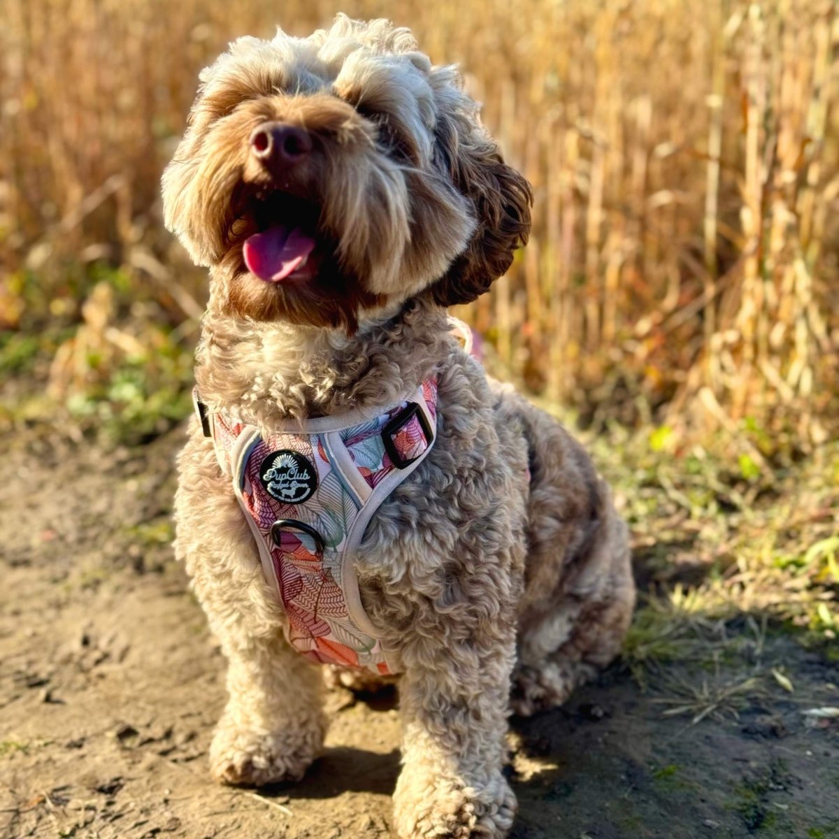 Maltipoo wearing rugged rover dog harness - autumn breeze - PupClub Couture