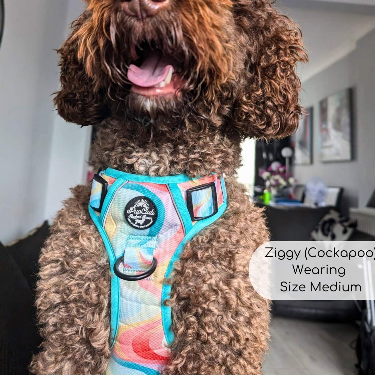 Cockapoo harness hotsell