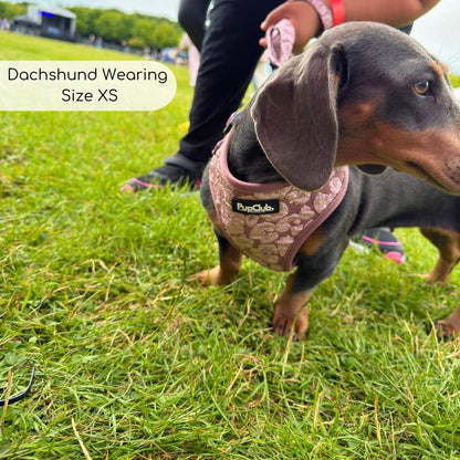 Dachshund Wearing Adjustable Dog Harness Mocha Petals - Pupclub Couture