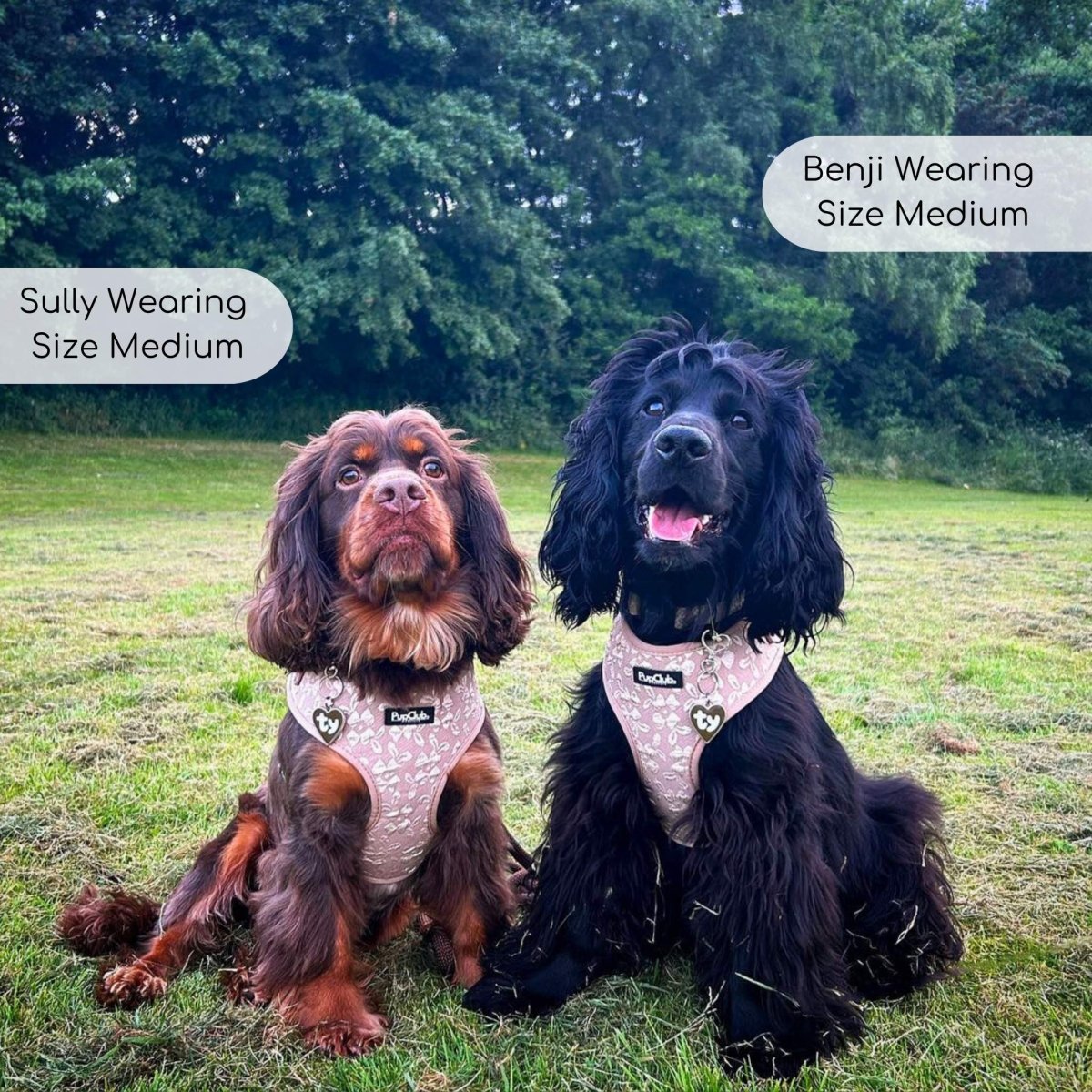 Cocker Spaniels wearing adjustable dog harness toffee latte - Pupclub Couture