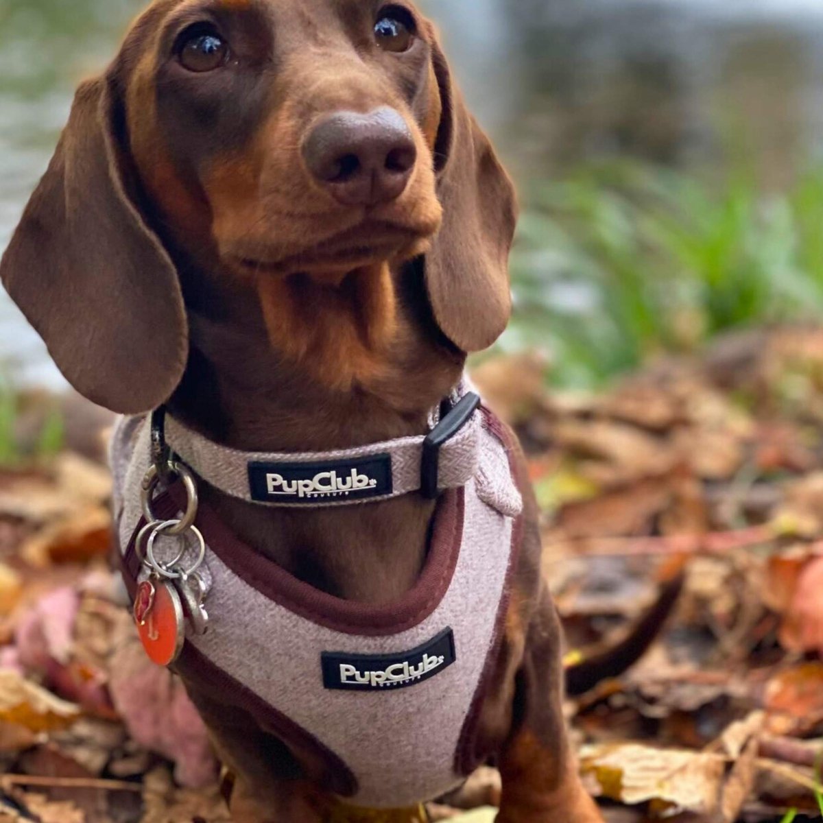 dog collar harness - tweed brown - sausage dog - pupclub couture