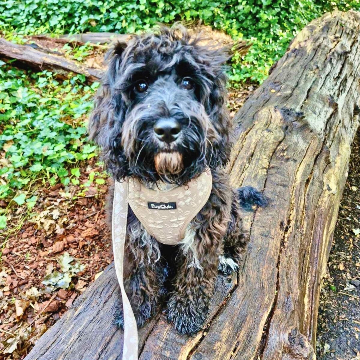 Cockapoo dog wearing LUXE adjustable dog harness - Toffee Latte Petals small - PupClub Couture