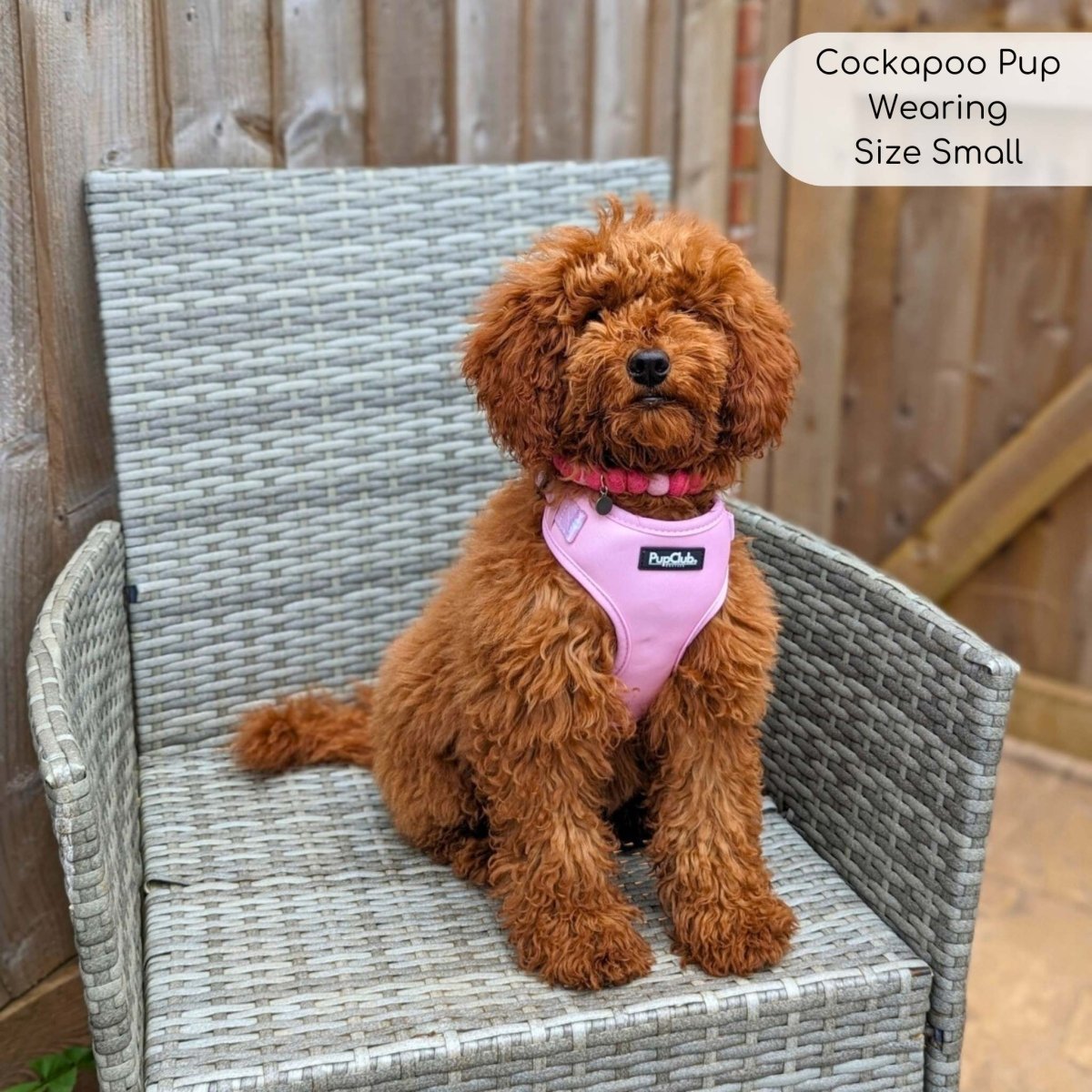 Cockapoo harness hotsell