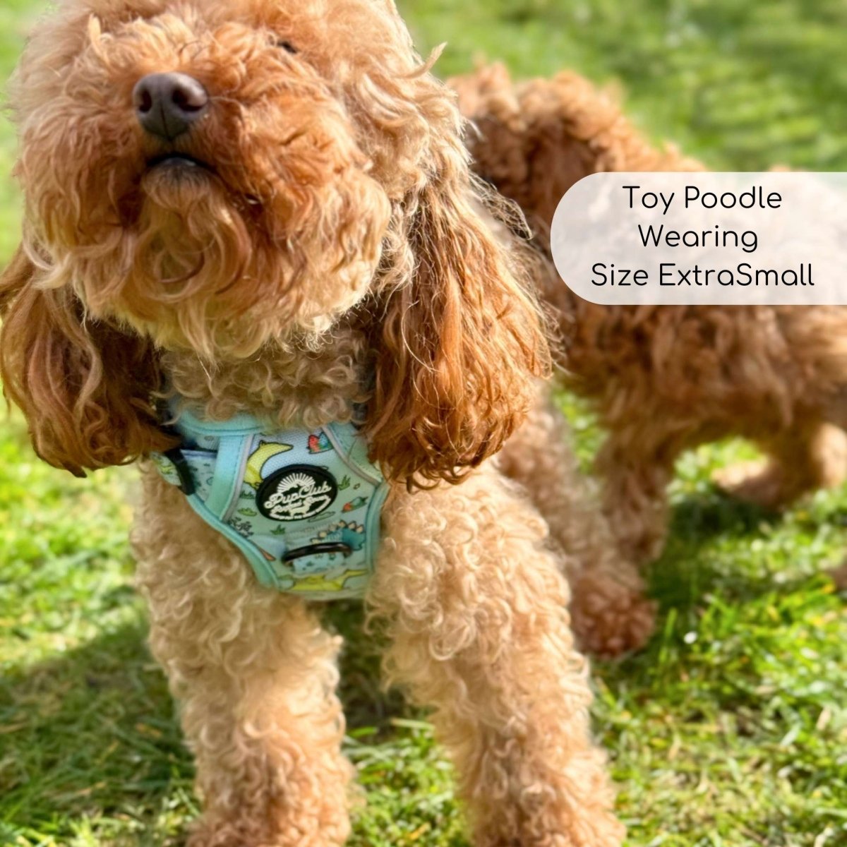 Toy Poodle wearing Rugged Rover Dog Harness - Jurassic Party - Pupclub Couture