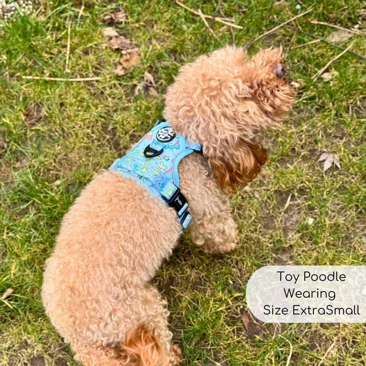 Toy Poodle wearing Rugged Rover Dog Harness - Jurassic Party - Pupclub Couture