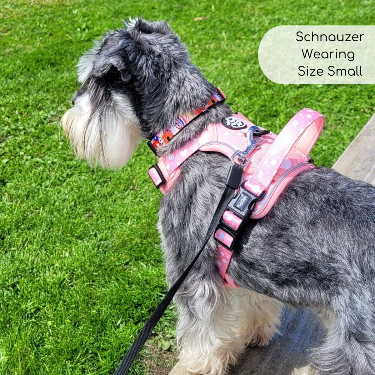 Best harness for miniature schnauzer puppy best sale