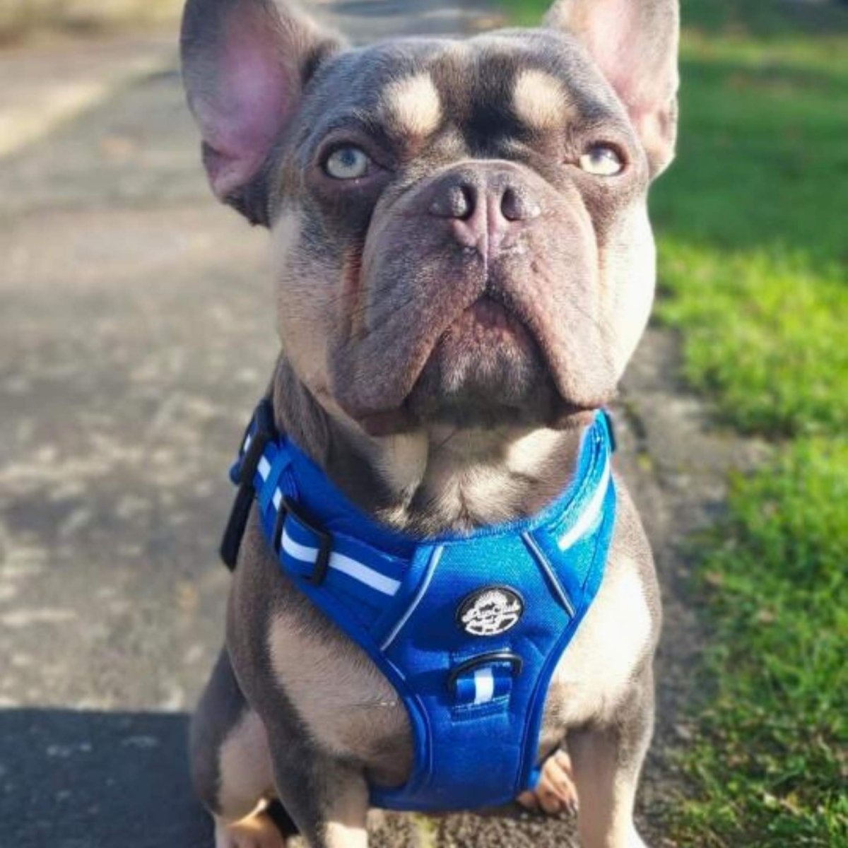 Rugged Rover Dog Harness - Royal blue - Pupclub Couture