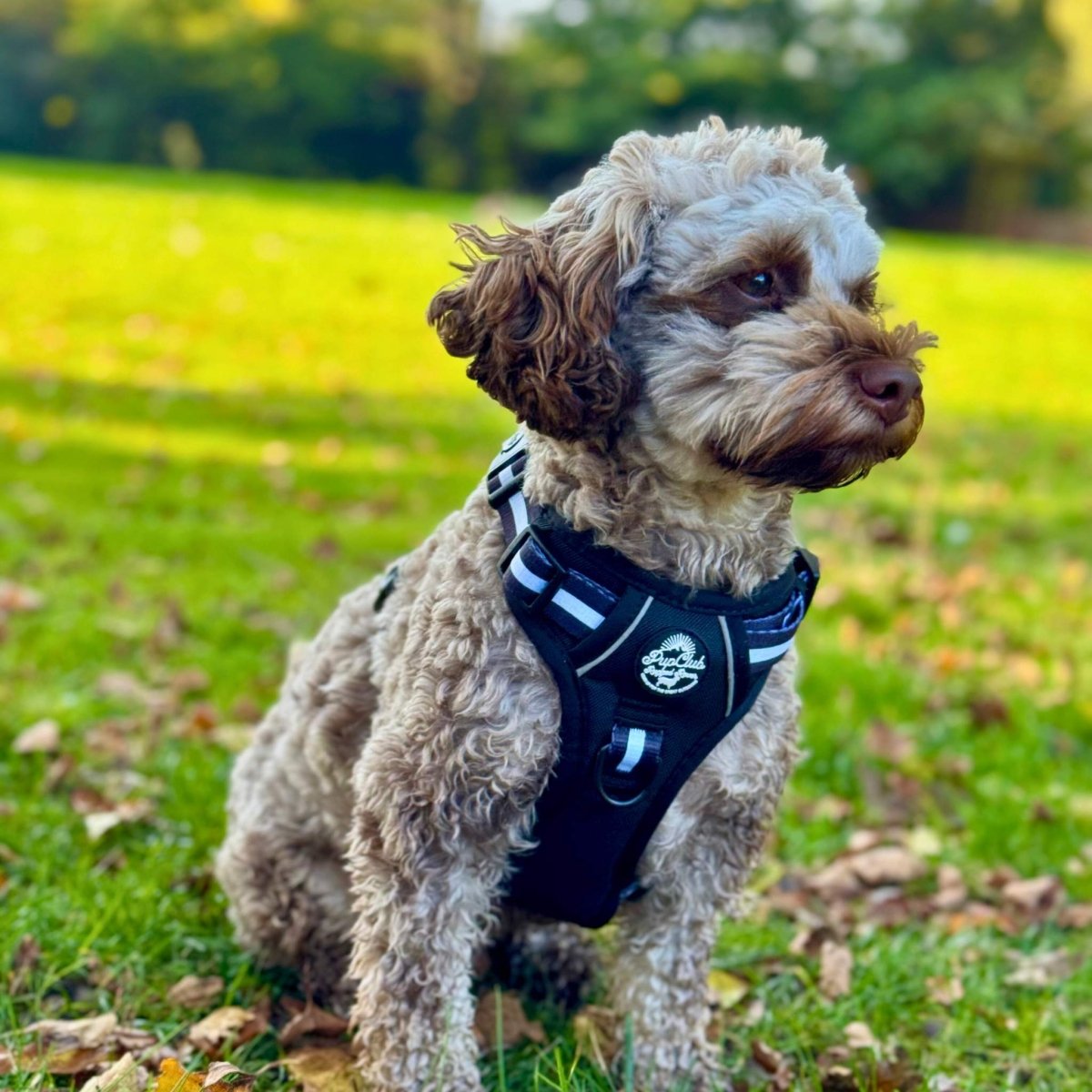 Maltipoo wearing Rugged Rover  No PullDog Harness - Midnight Black - Pupclub Couture