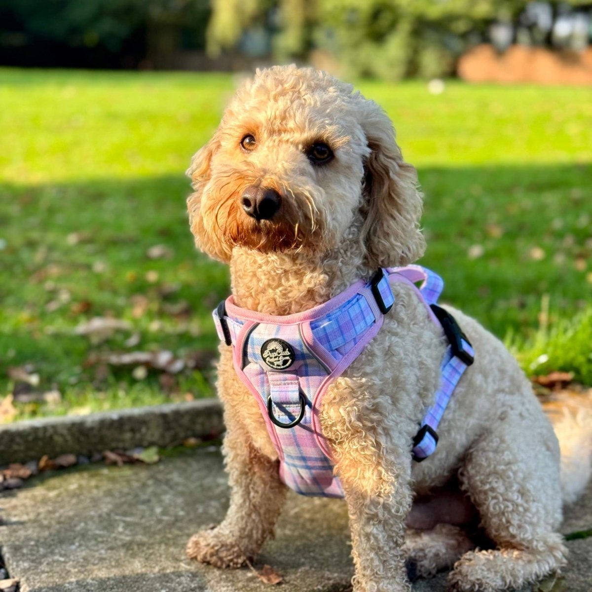 Cavapoo wearing Rugged Rover No Pull Dog Harness - Pink Tartan - Pupclub Couture